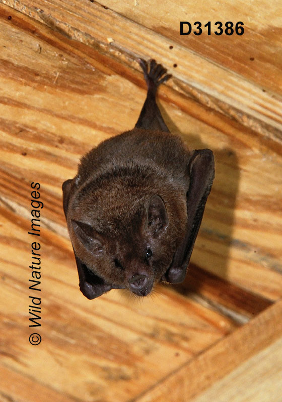 Glossophaga soricina, Pallas's Long-tongued Bat